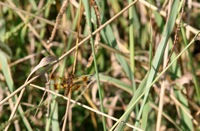 Eastern Amberwing Female Pocahontas State Park IMG_0329