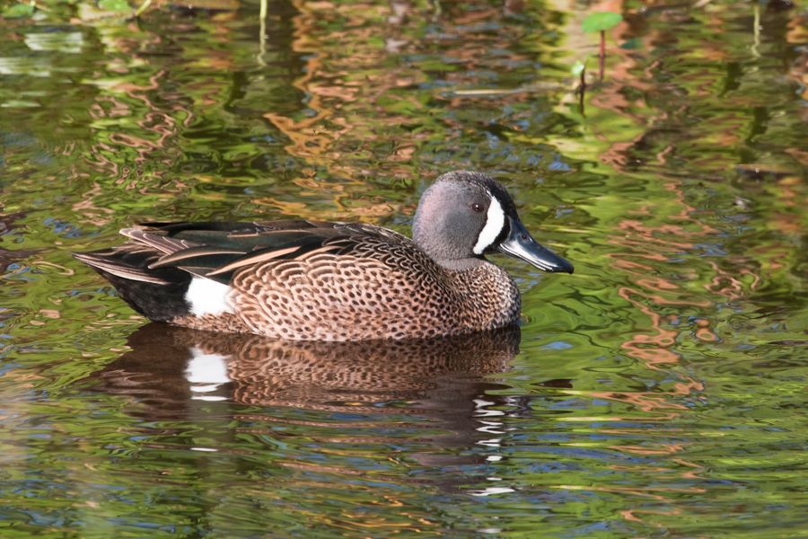 Blue-winged Teal Orlando Wetlands Park, FL IMG_7844