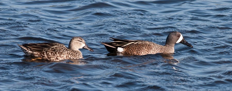 Blue-winged Teals Merritt Island NWR, FL IMG_6067