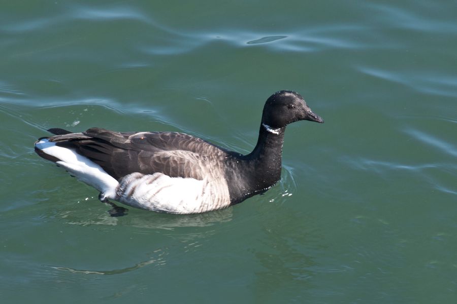 Brant CBBT, VA IMG_2980