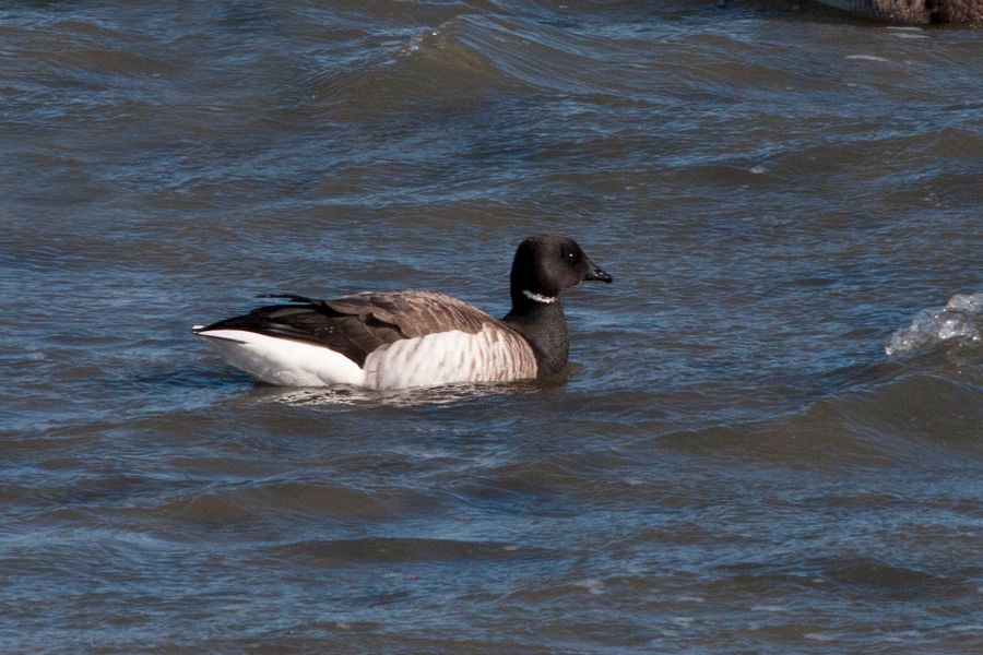 Brant Chincoteague NWR, VA IMG_1857