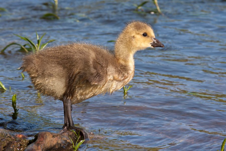 Canada Goose (Gosling) Rookery Richmond, VA IMG_4436