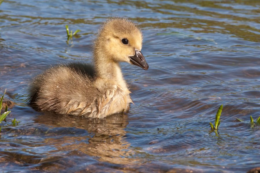 Canada Goose (Gosling) Rookery Richmond, VA IMG_4441