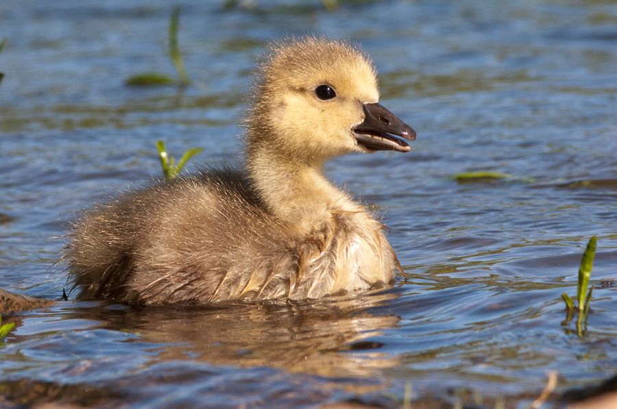 Canada Goose (Gosling) Rookery Richmond, VA IMG_4443