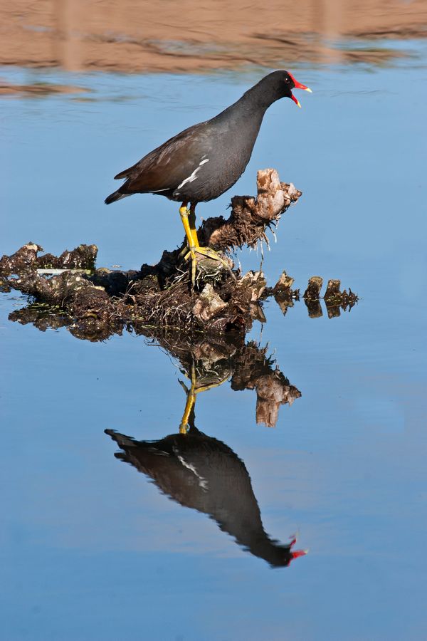 Common Moorhen Gatorland, FL IMG_8596