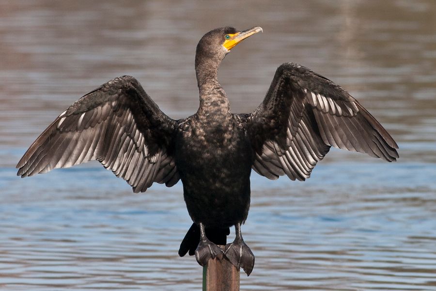 Double-crested Cormorant Byrd Park Richmond, VA IMG_5388