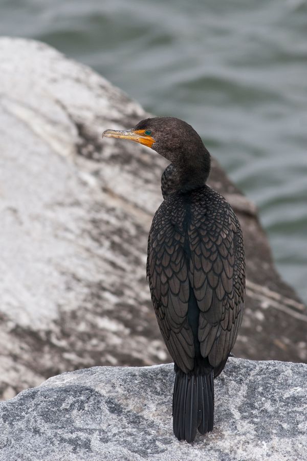 Double-crested Cormorant CBBT, VA IMG_1314