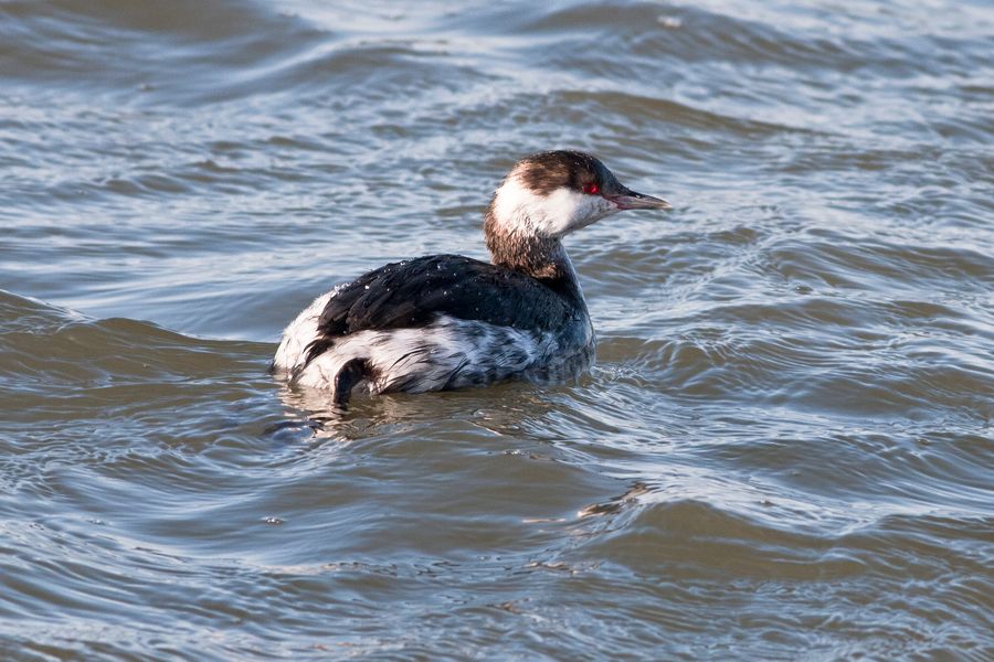 Horned Grebe Chincotague NWR, VA IMG_1540