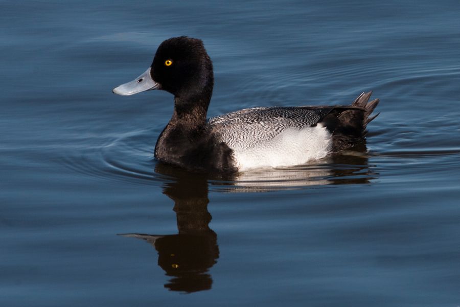 Lesser Scaup Merritt Island NWR, FL IMG_6204