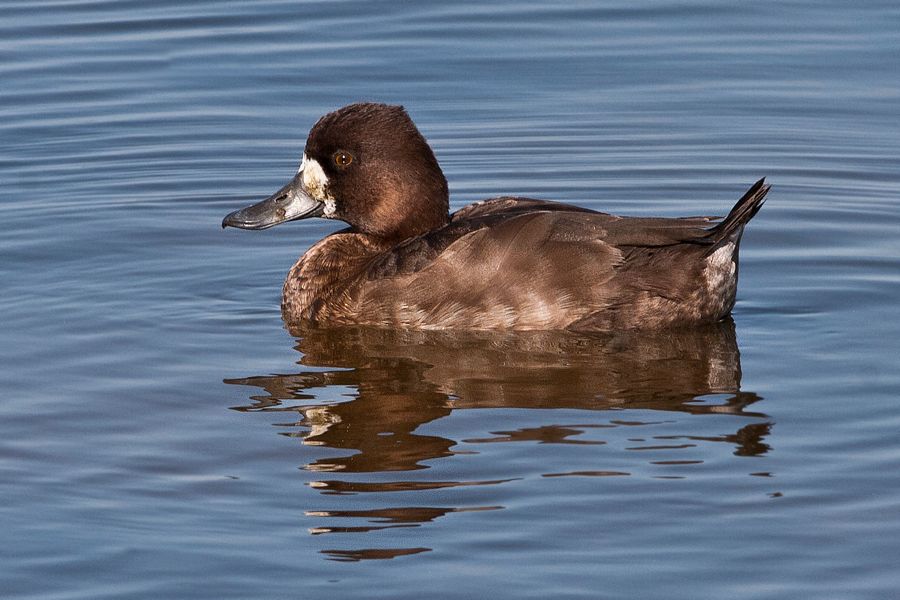 Lesser Scaup Merritt Island NWR, FL IMG_6222