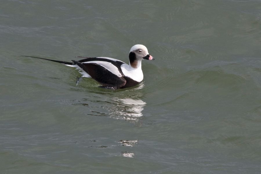 Long-tailed Duck (Oldsquaw ) CBBT, VA IMG_1352