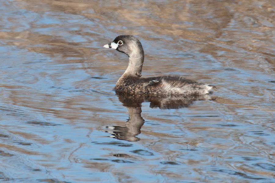 Pied-Billed Grebe Chincoteague NWR, VA IMG_4113 