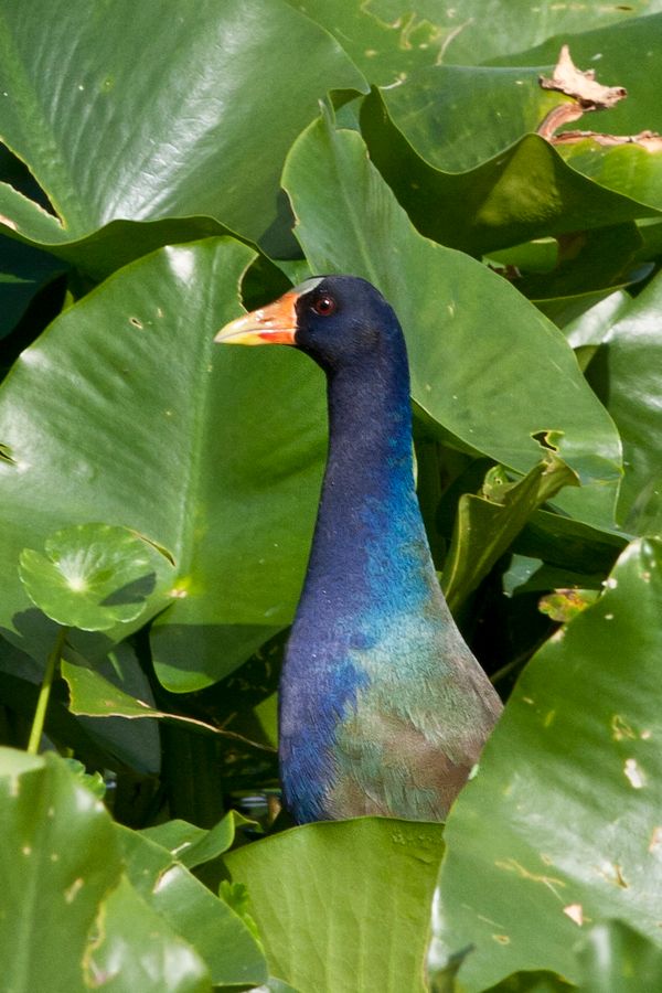 Purple Gallinule Orlando Wetlands Park, FL IMG_7944