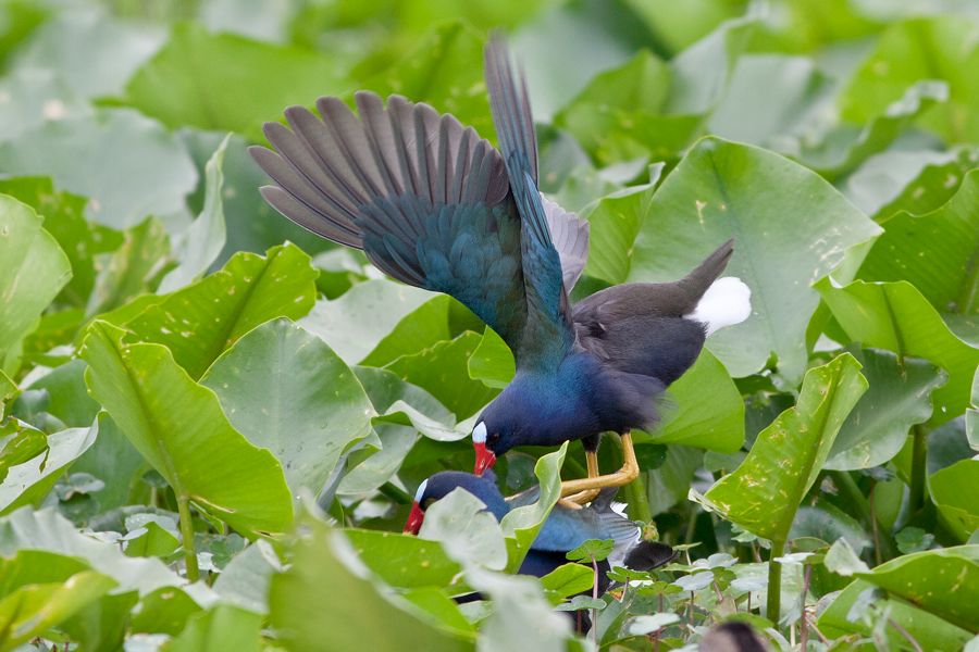 Purple Gallinules Orlando Wetlands Park, FL IMG_5759