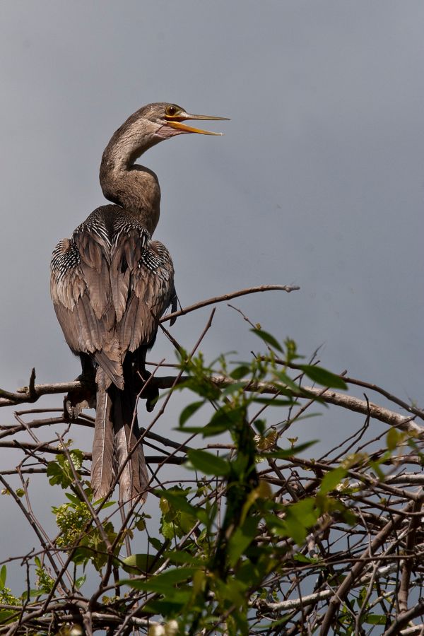 Anhinga Gatorland, FL IMG_8788