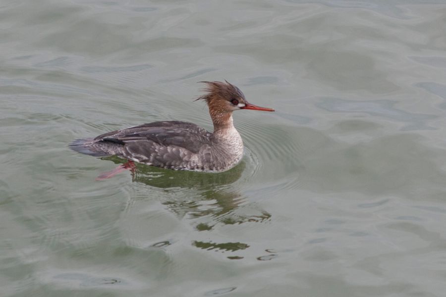 Red-breasted Merganser CBBT, VA IMG_1377