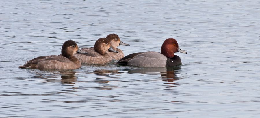 Redhead Ducks Byrd Park Richmond, VA IMG_5532