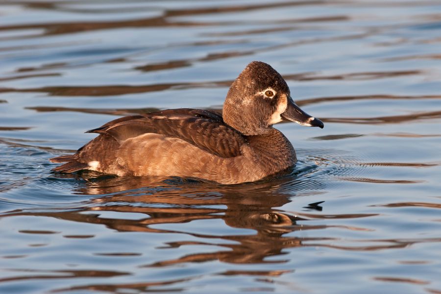 Ring-necked Duck Bryd Park Richmond, VA IMG_5240