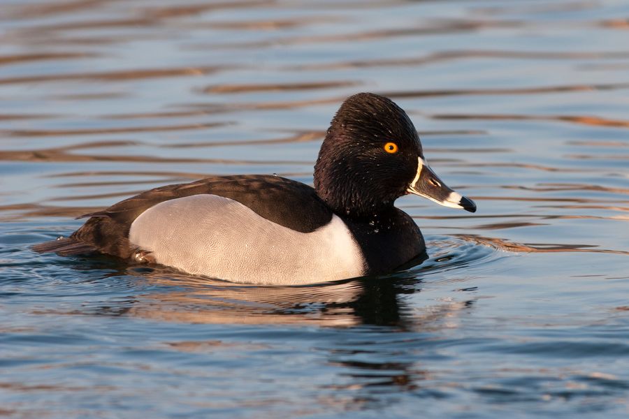 Ring-necked Duck Byrd Park Richmond, IMG_5233