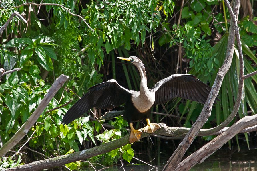 Anhinga Gatorland, FL IMG_8993