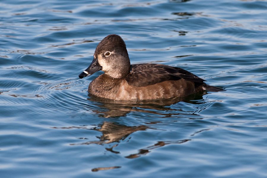 Ring-necked Duck Byrd Park Richmond, VA IMG_5484