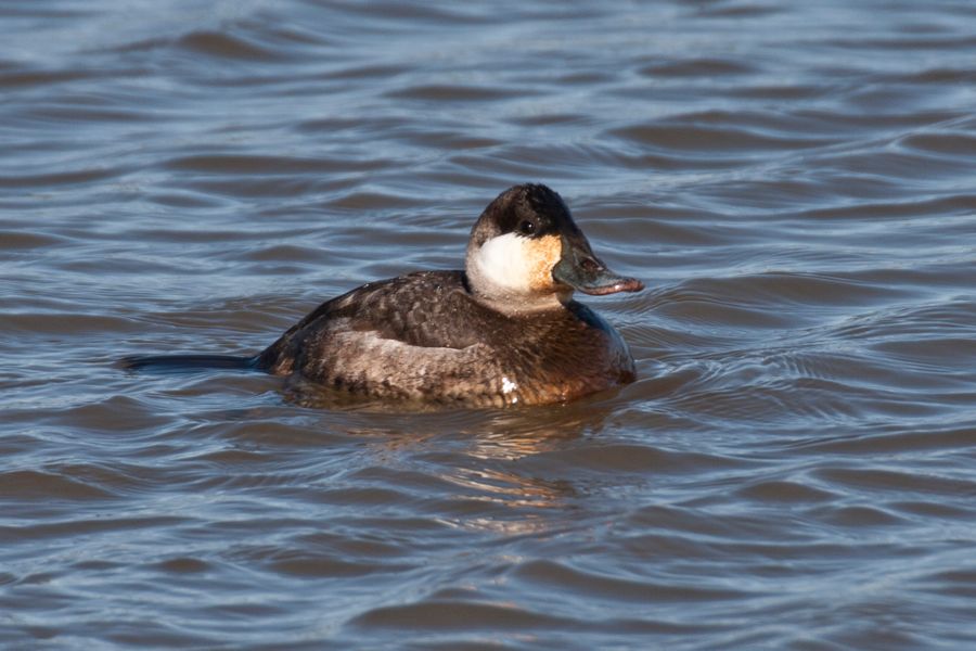 Ruddy Duck Swift Creek Reservoir, VA IMG_2290