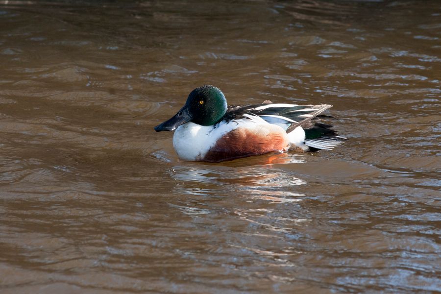 Shoveler Chincoteague NWR, VAIMG_1605