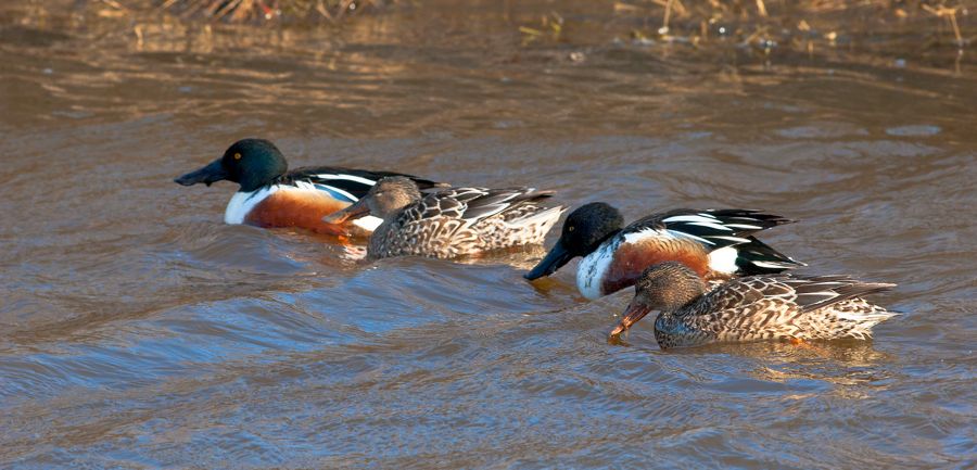 Shovelers Chincoteague NWR, VA IMG_1640