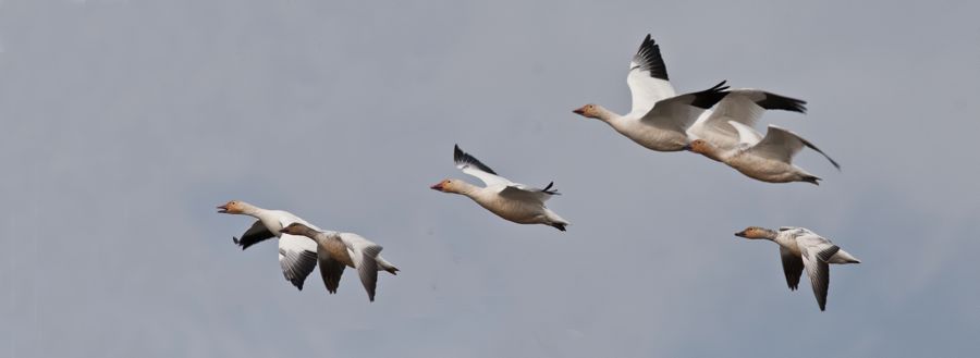 Snow Geese Chincoteague NWR, VA IMG_2908 