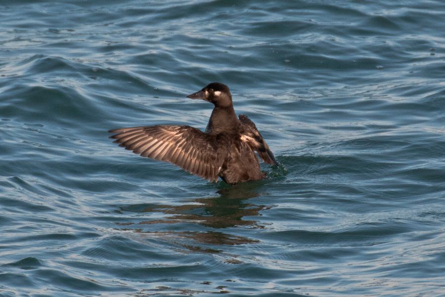 Surf Scoter (Female) Kiptopeke State Park, VA IMG_2488