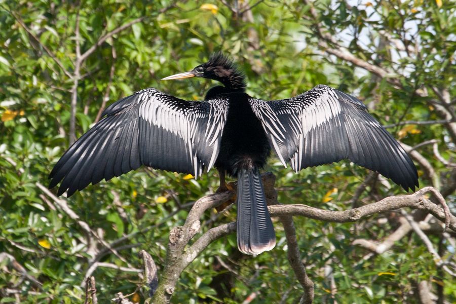 Anhinga Gatorland, FL IMG_9141