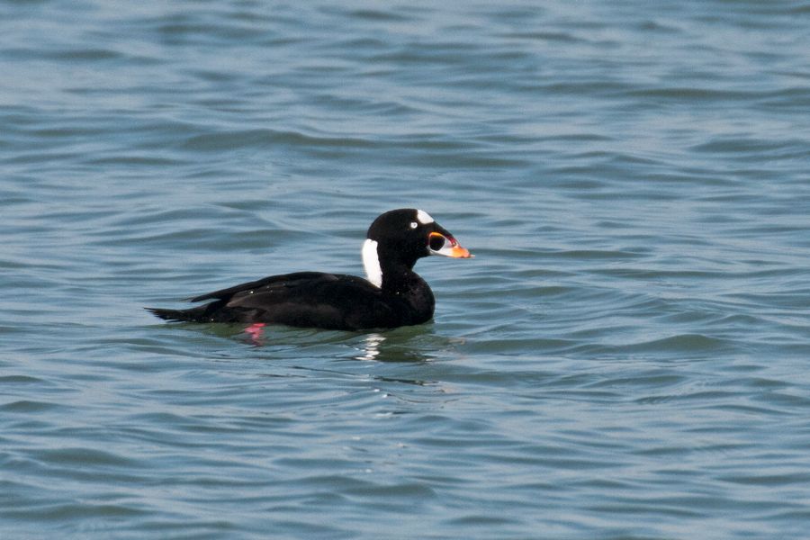 Surf Scoter Kiptopeke State Park, VA IMG_2610