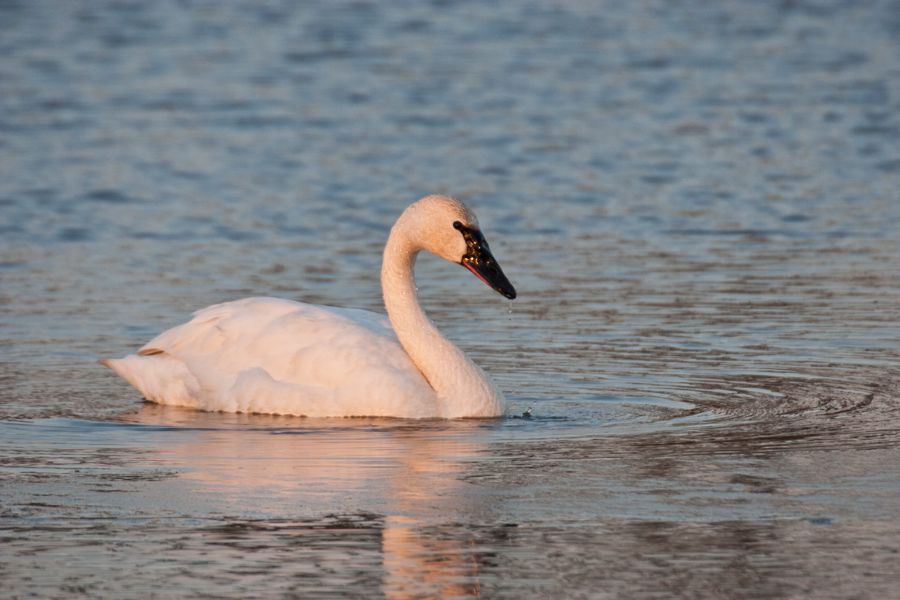 Tundra Swan Chincoteague NWR, VA IMG_2792