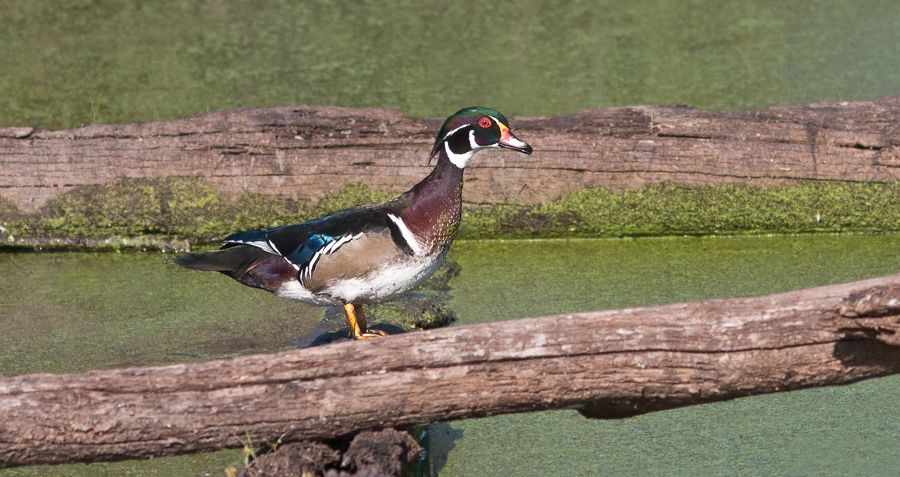 Wood Duck Chamberlyane Marsh Richmond, VA IMG_5636