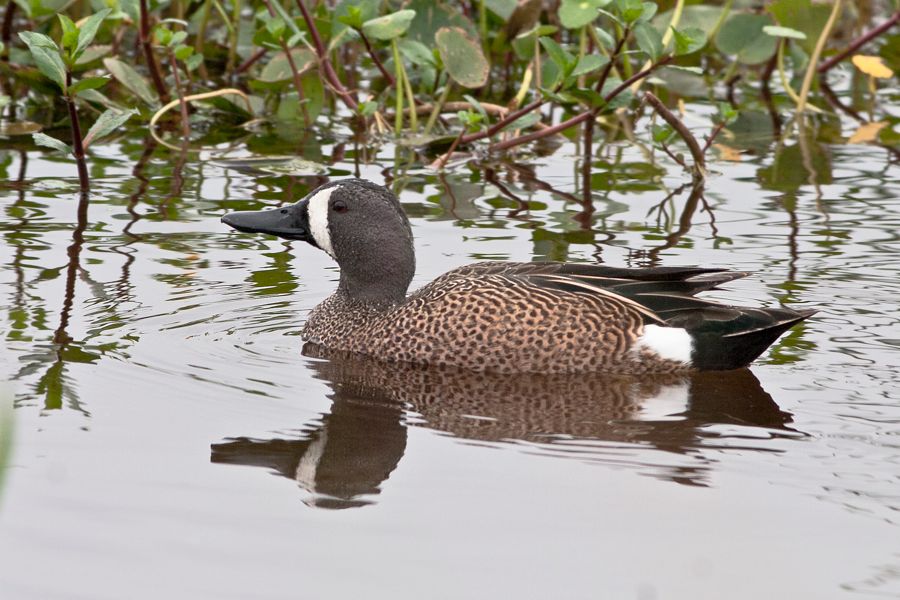 Blue-winged Teal Orlando Wetlands Park, FL IMG_5795