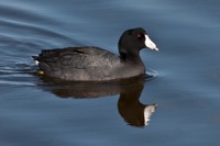 American Coot Merritt Island NWR, FL IMG_6212