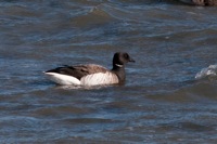 Brant Chincoteague NWR, VA IMG_1857