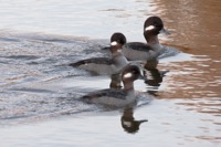 Buffleheads Chincoteague NWR, VA IMG_2748