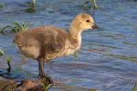 Canada Goose (Gosling) Rookery Richmond, VA IMG_4436