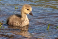 Canada Goose (Gosling) Rookery Richmond, VA IMG_4441