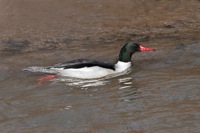 Common Merganser Rookery Ricmond, VA IMG_8443