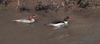 Common Mergansers Rookery Richmond, VA IMG_8441