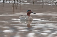 Green-winged Teal Huntley Meadows, VA IMG_3691