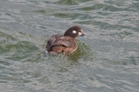 Harlequin Duck CBBT, VA IMG_1441-2