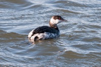 Horned Grebe Chincotague NWR, VA IMG_1540