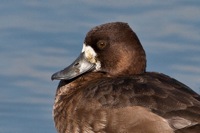 Lesser Scaup Merritt Island NWR, FL IMG_6178