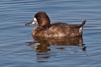 Lesser Scaup Merritt Island NWR, FL IMG_6222