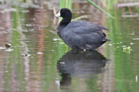 American Coot Orlando Wetlands Park, FL IMG_5707