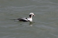 Long-tailed Duck (Oldsquaw) CBBT, VA IMG_1353