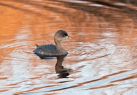 Pied-Billed Grebe Chincoteague NWR, VA IMG_2844